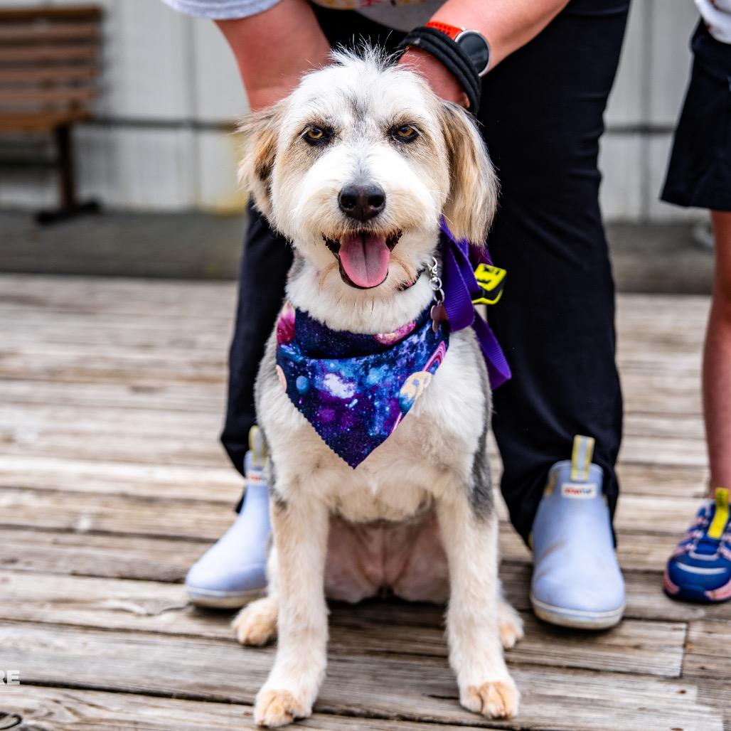MARLEY - Husky / Terrier for adoption in Birmingham