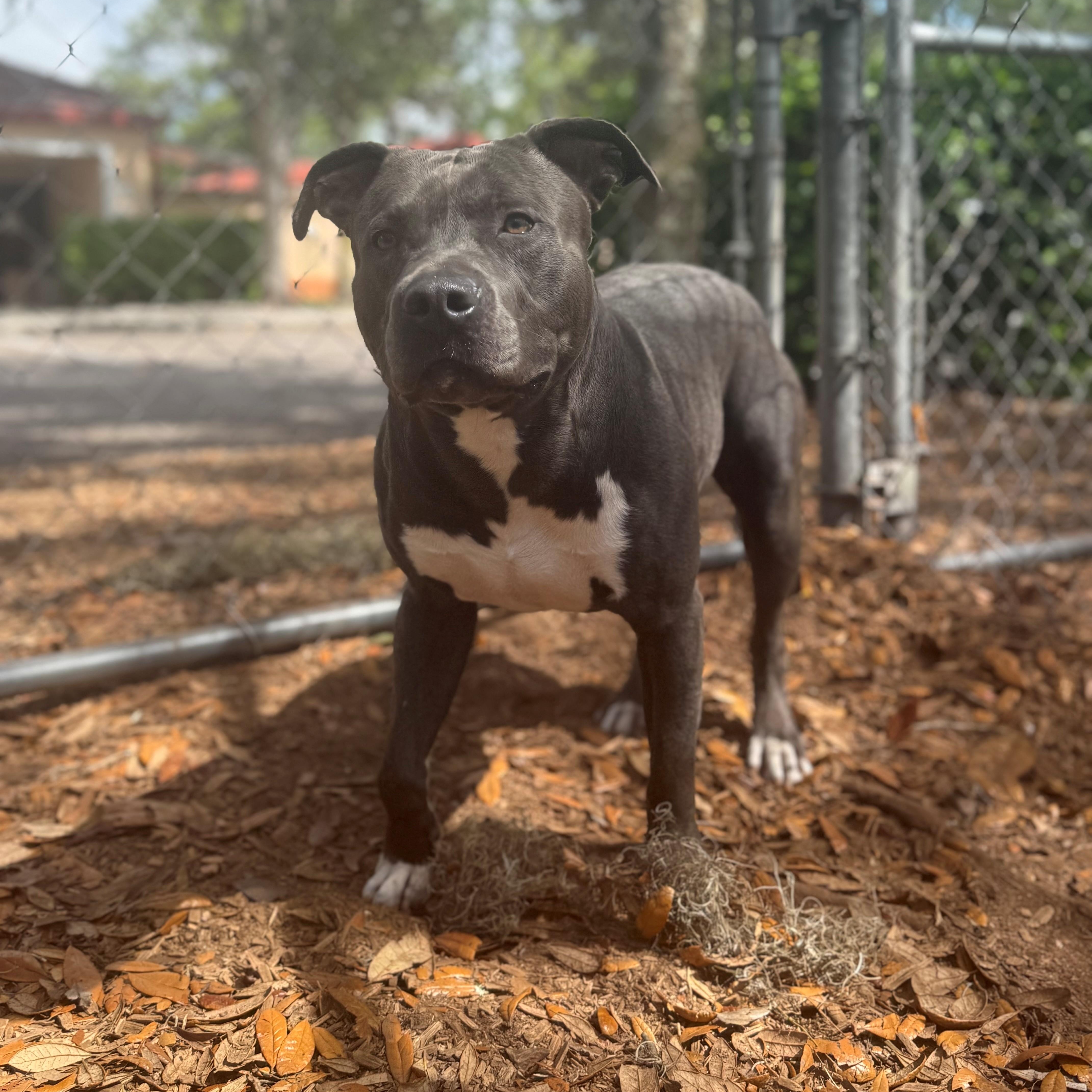 Enlarge Ace, a ADOPTABLE Pit Bull Terrier in St. Augustine, FL image 1/3