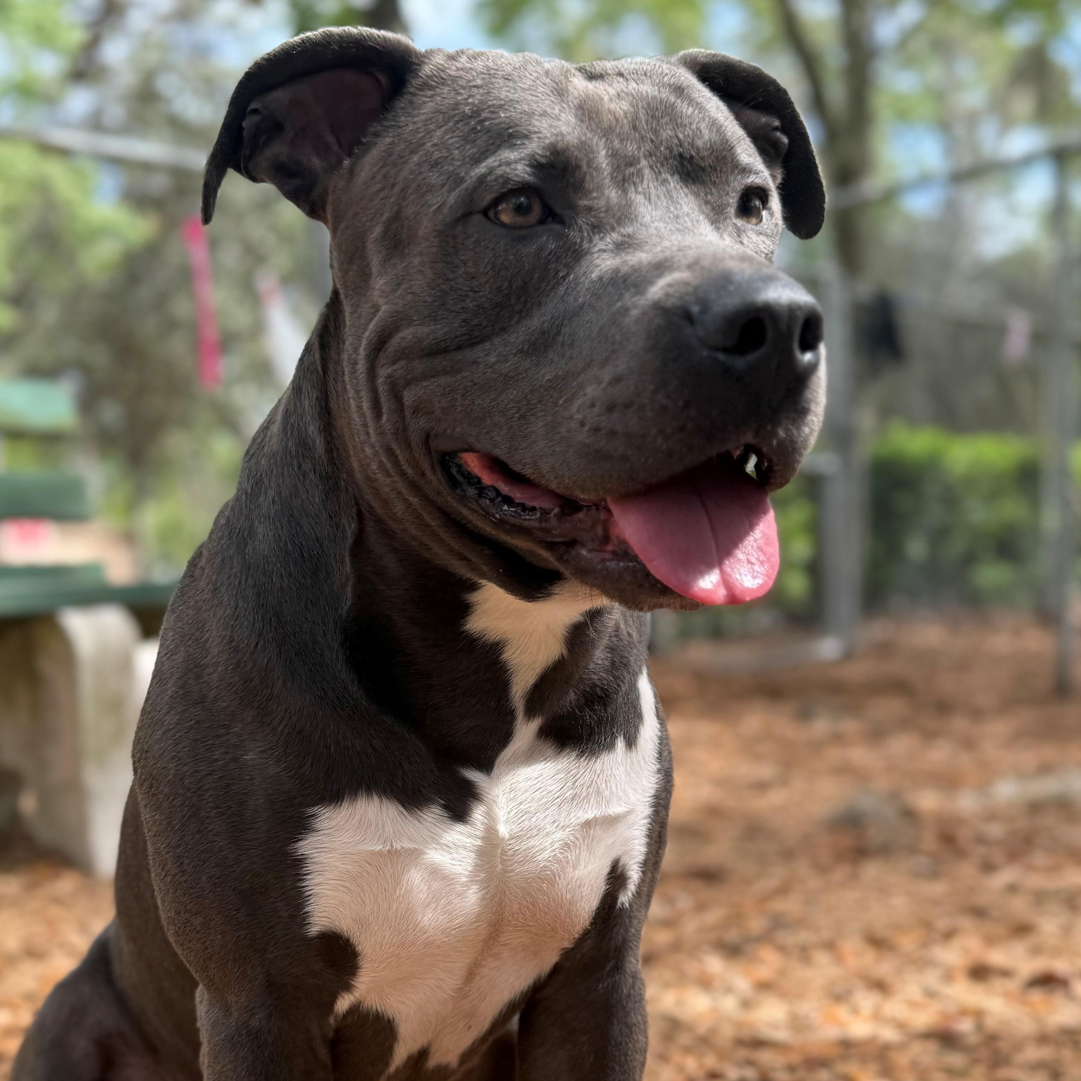 Enlarge Ace, a ADOPTABLE Pit Bull Terrier in St. Augustine, FL image 2/3