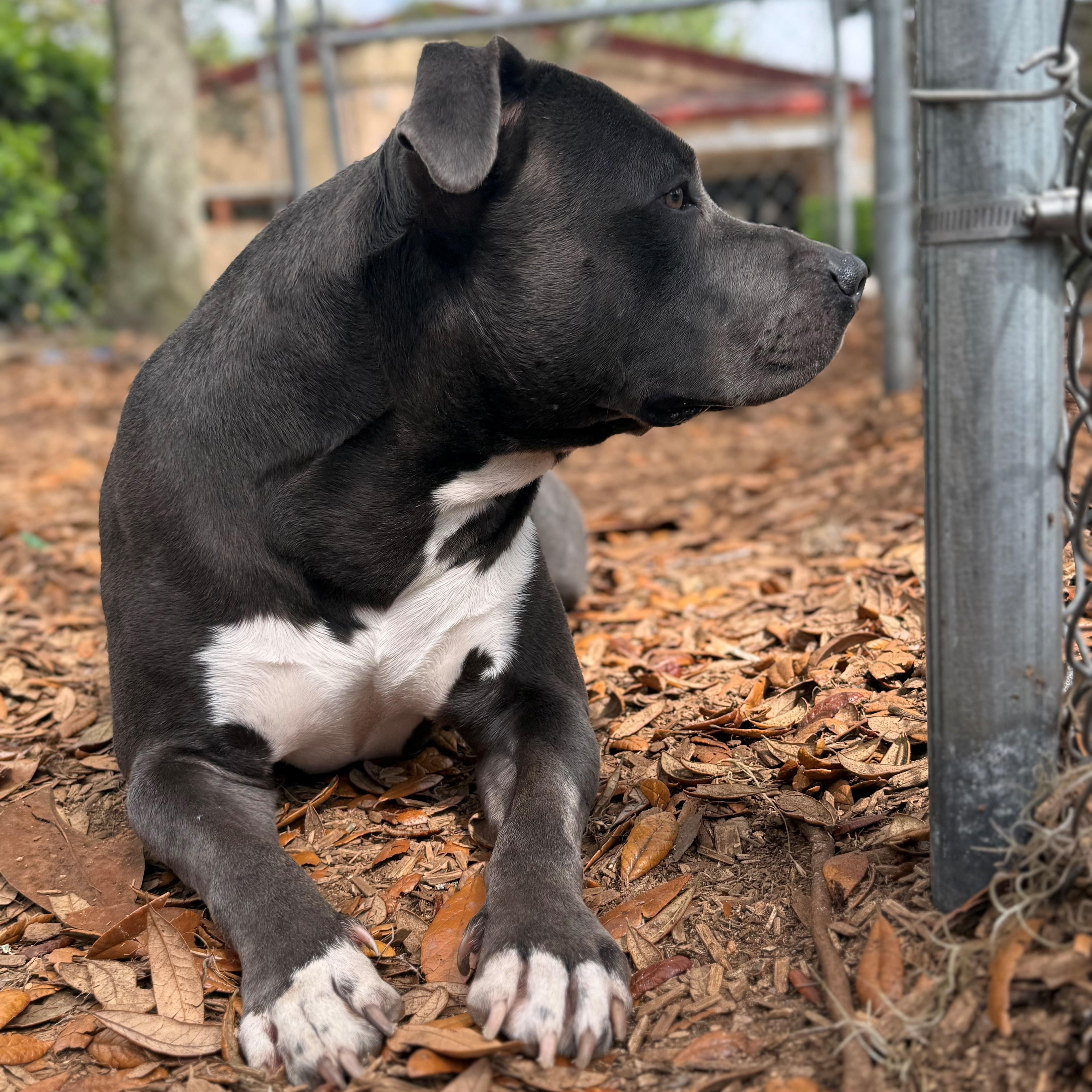 Enlarge Ace, a ADOPTABLE Pit Bull Terrier in St. Augustine, FL image 3/3