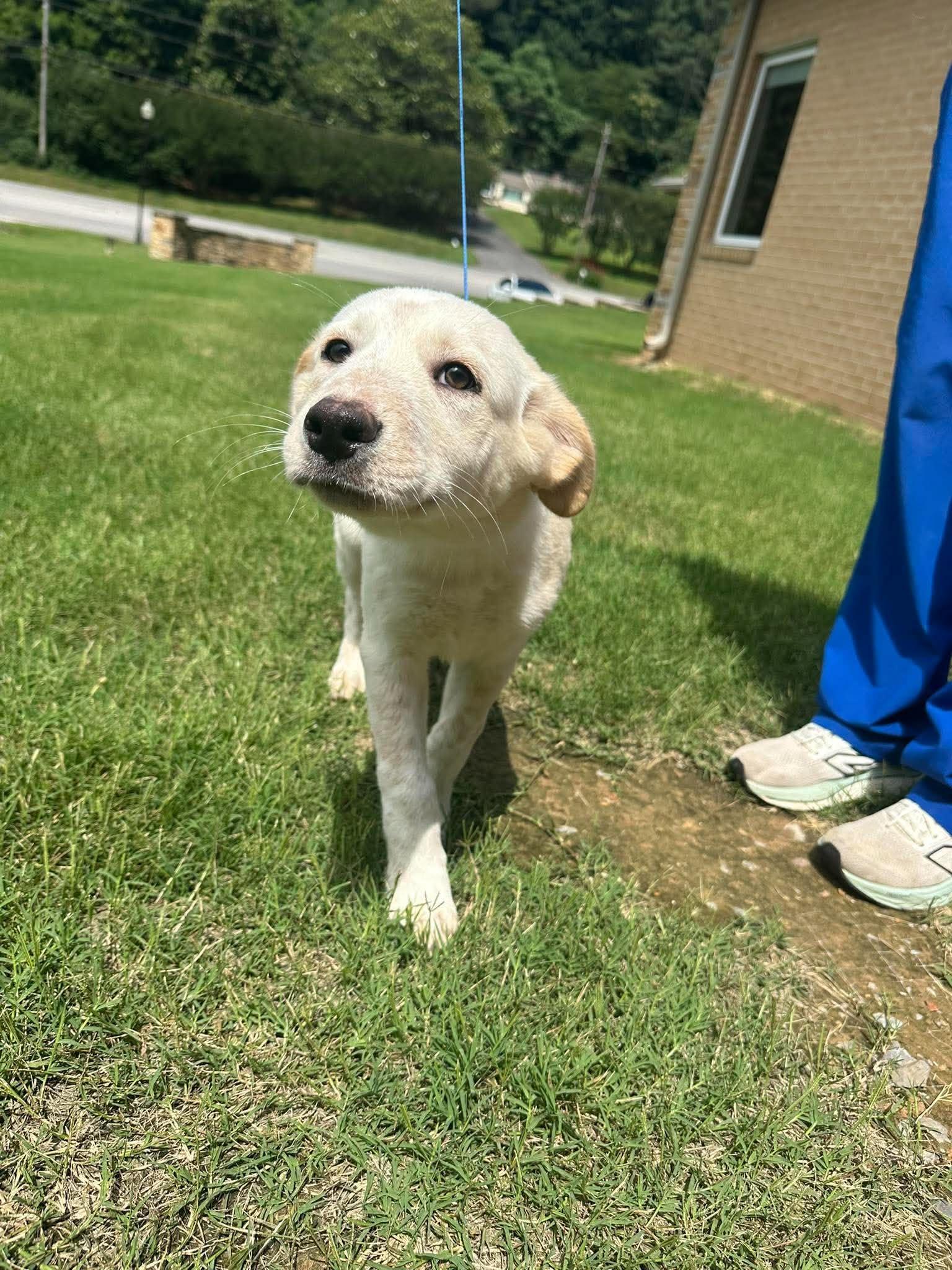 Creamsicle, a ADOPTABLE mixed breed in Guntersville, AL image 2/4