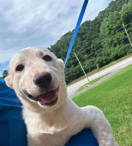 Creamsicle, a ADOPTABLE mixed breed in Guntersville, AL image 3/4