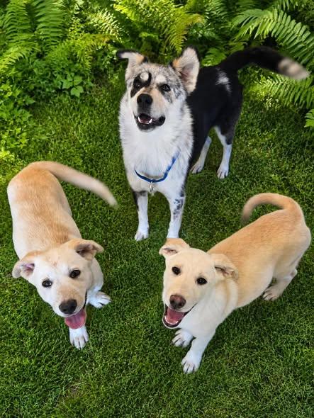Creamsicle, a ADOPTABLE mixed breed in Guntersville, AL image 4/4