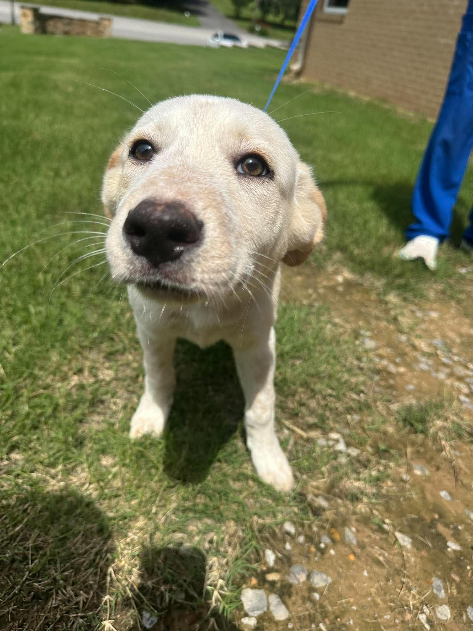 Creamsicle, a ADOPTABLE mixed breed in Guntersville, AL image 1/4