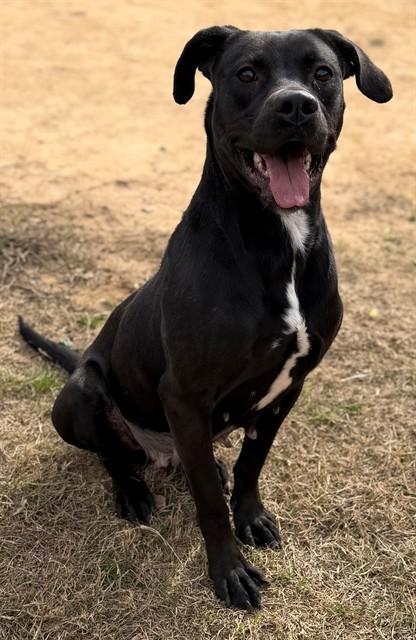 BEAUTY, Adoptable, Young Female Pit Bull Terrier & Mixed Breed.