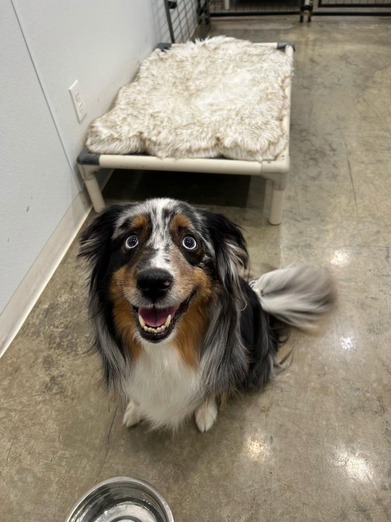 Enlarge Beau, a Adoptable Australian Shepherd in Didsbury, AB image 1/3