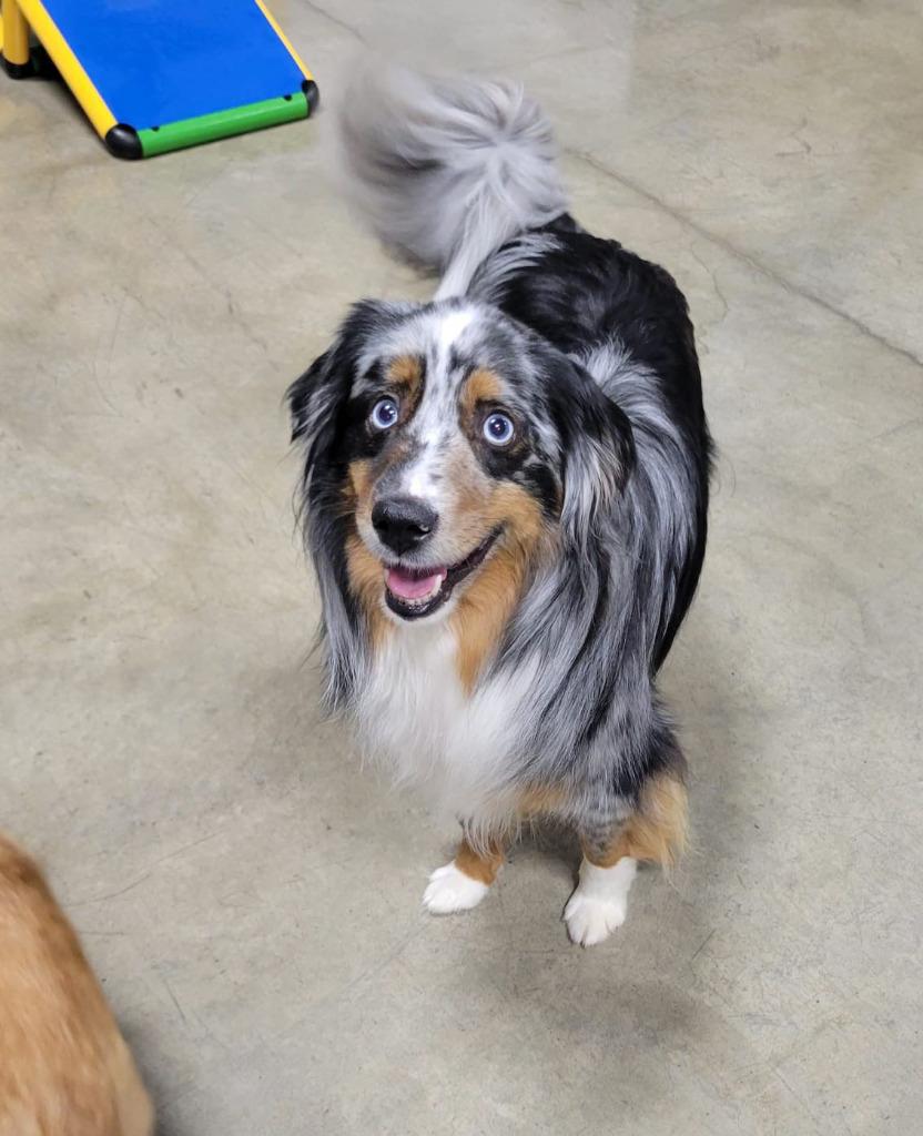 Enlarge Beau, a Adoptable Australian Shepherd in Didsbury, AB image 2/3
