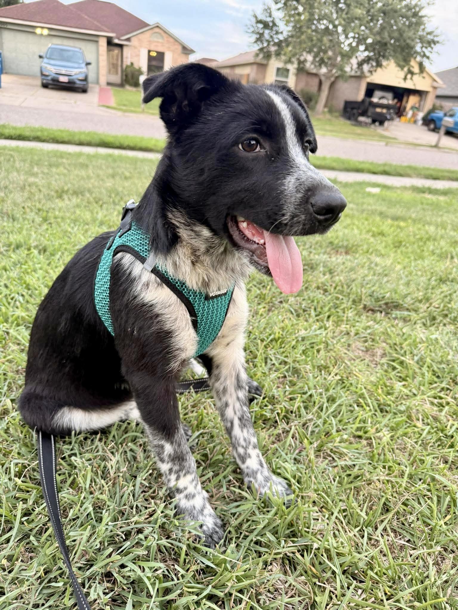 Enlarge BaaBaa, a Adoptable Border Collie in Pittsburgh, PA image 6/6