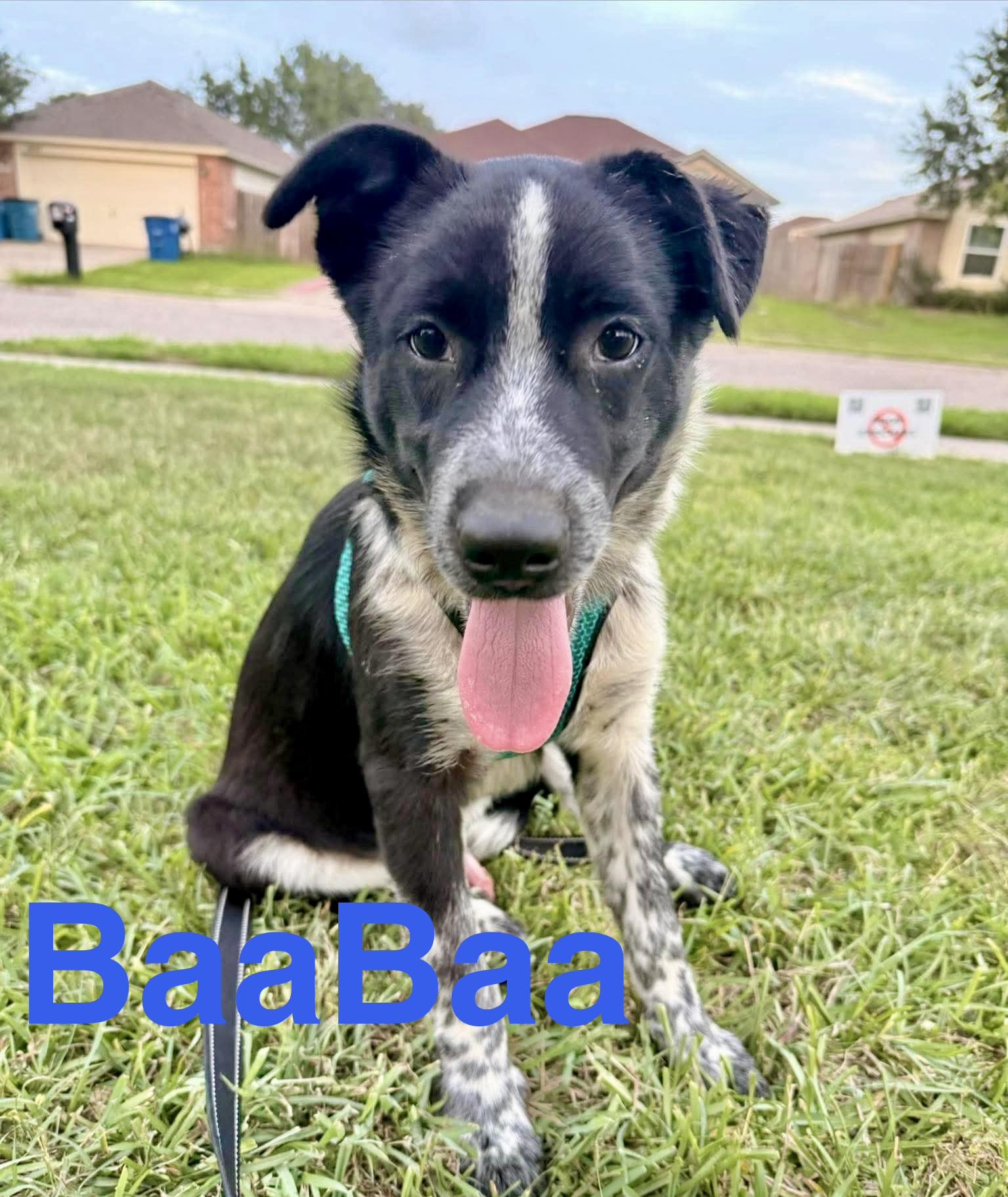 BaaBaa, Adoptable, Puppy Male Border Collie.
