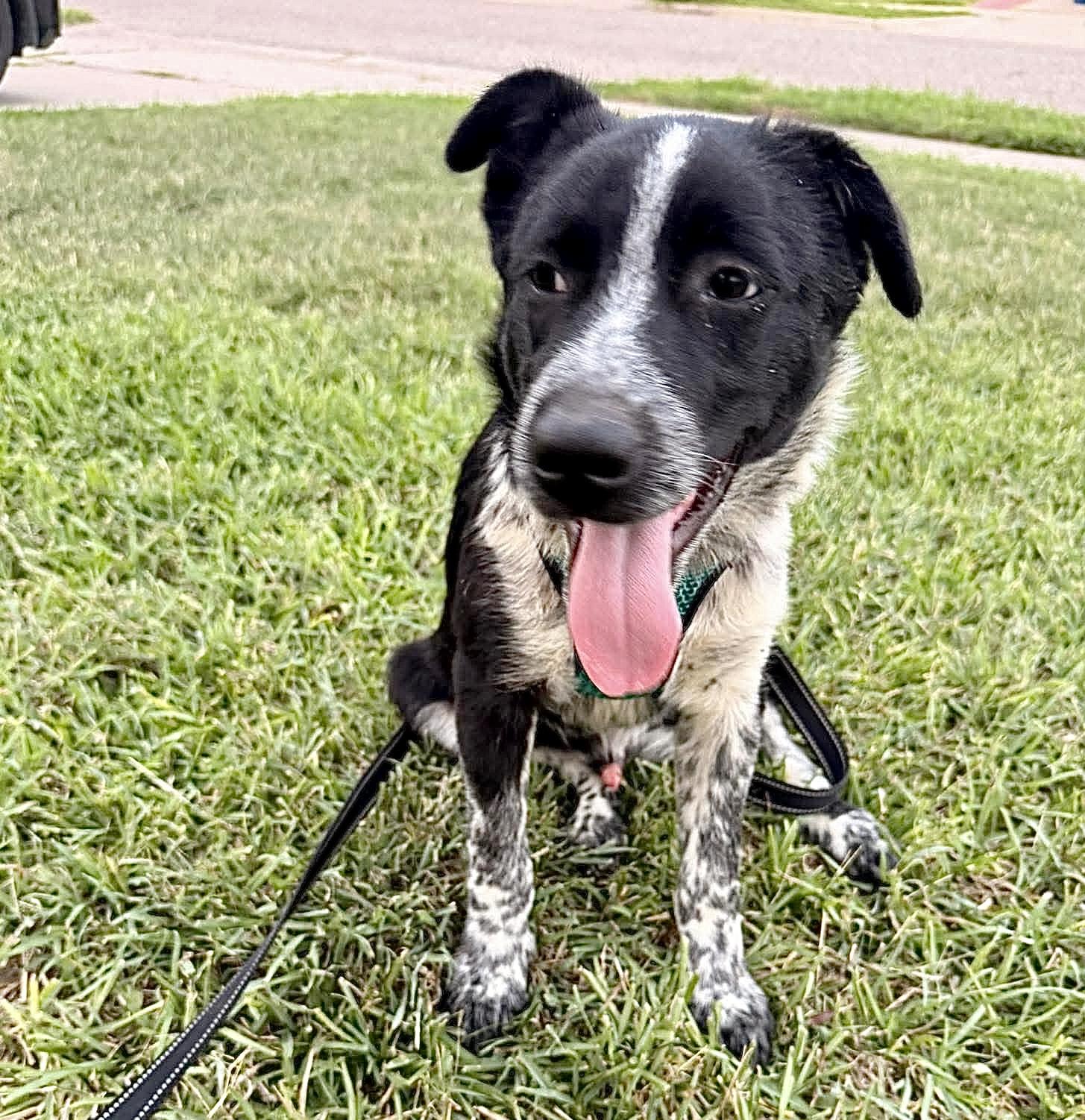 Enlarge BaaBaa, a Adoptable Border Collie in Pittsburgh, PA image 5/6