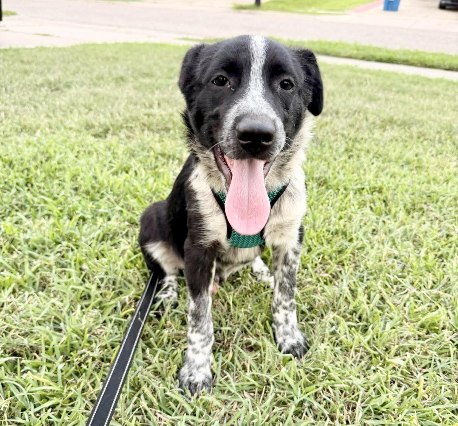 Enlarge BaaBaa, a Adoptable Border Collie in Pittsburgh, PA image 3/6
