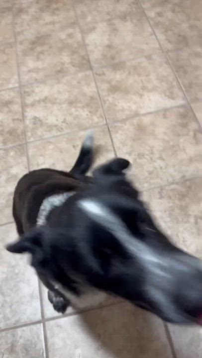 Enlarge BaaBaa, a Adoptable Border Collie in Pittsburgh, PA video 2/6