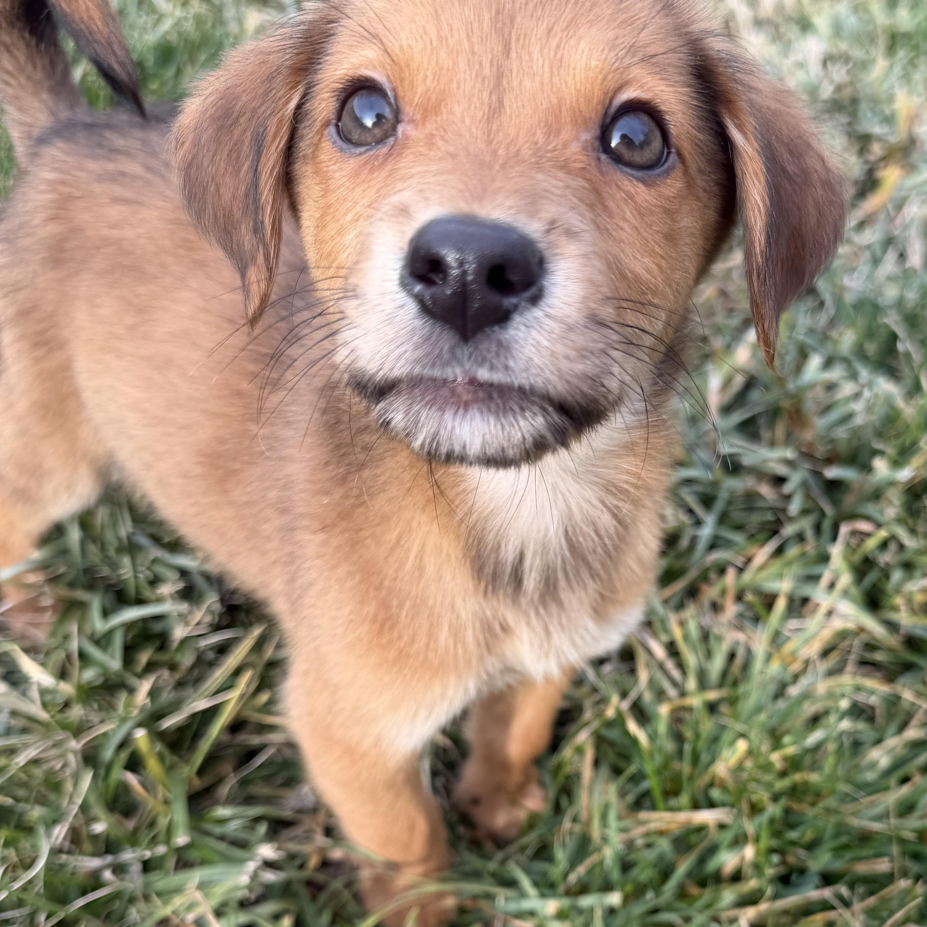 Ray, adopted, Puppy Male Beagle.