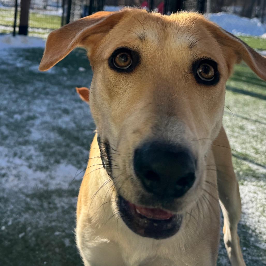 Enlarge Blanche, a Adoptable Mixed Breed in Blaine, MN image 1/3