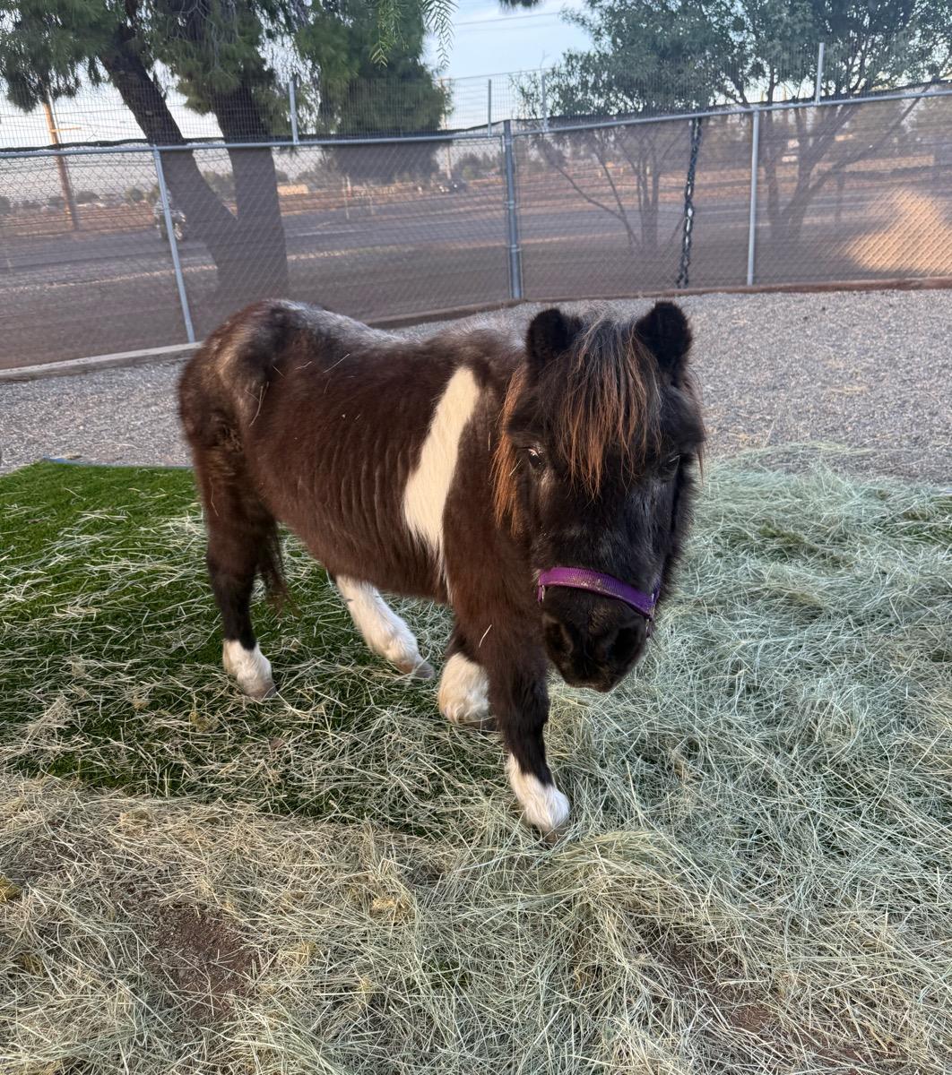 Magnolia , a ADOPTABLE Pony in Temecula, CA image 1/2