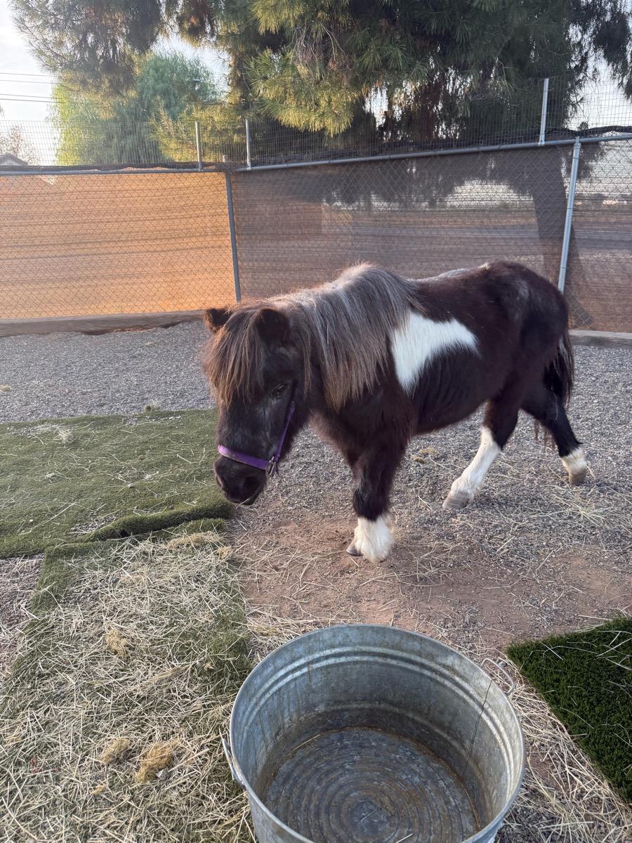 Magnolia , a ADOPTABLE Pony in Temecula, CA image 2/2