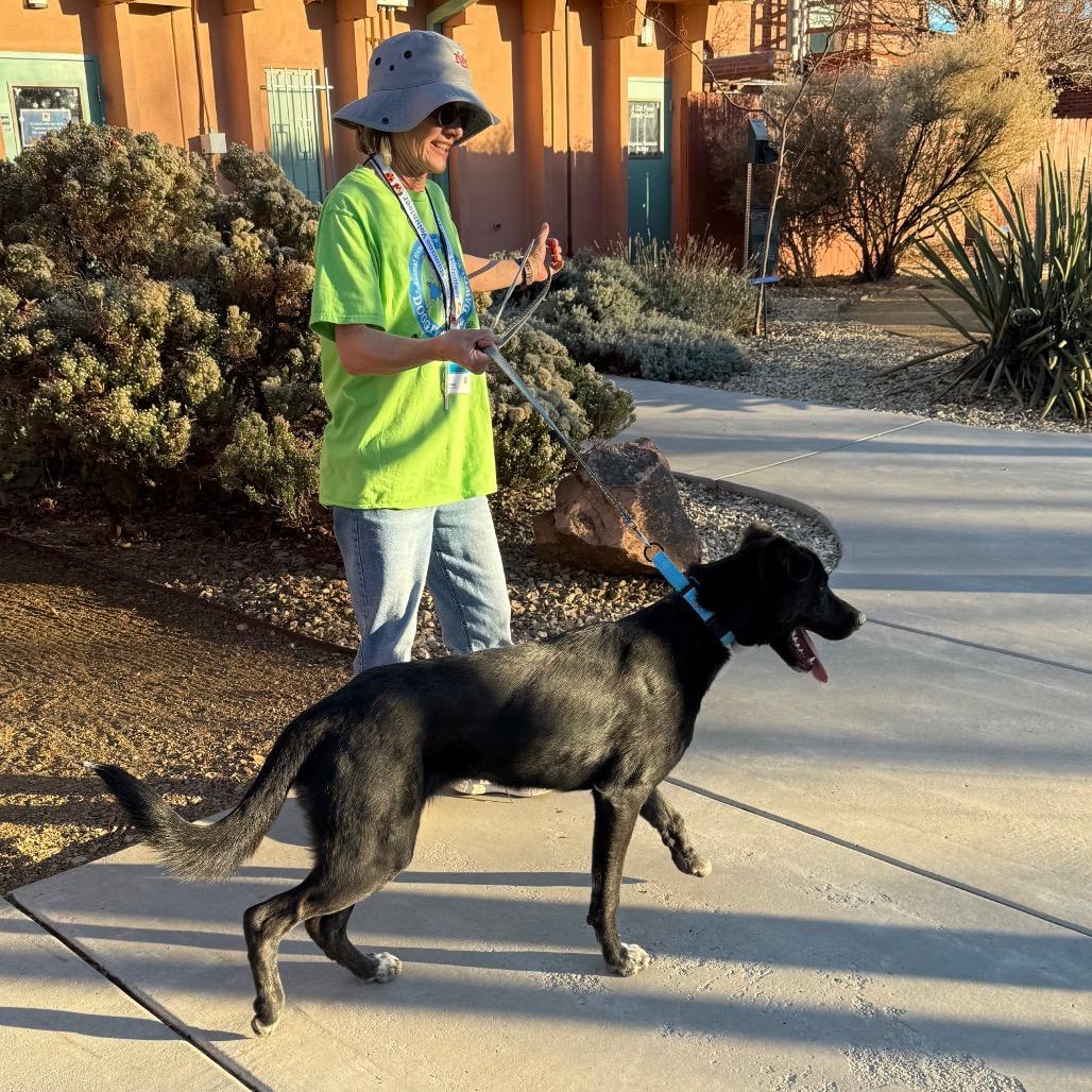 Andor, Adoptable, Young Male German Shepherd Dog & Great Pyrenees.