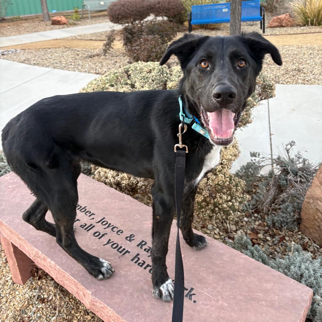 Enlarge Andor, a Adoptable mixed breed in Albuquerque, NM image 2/6