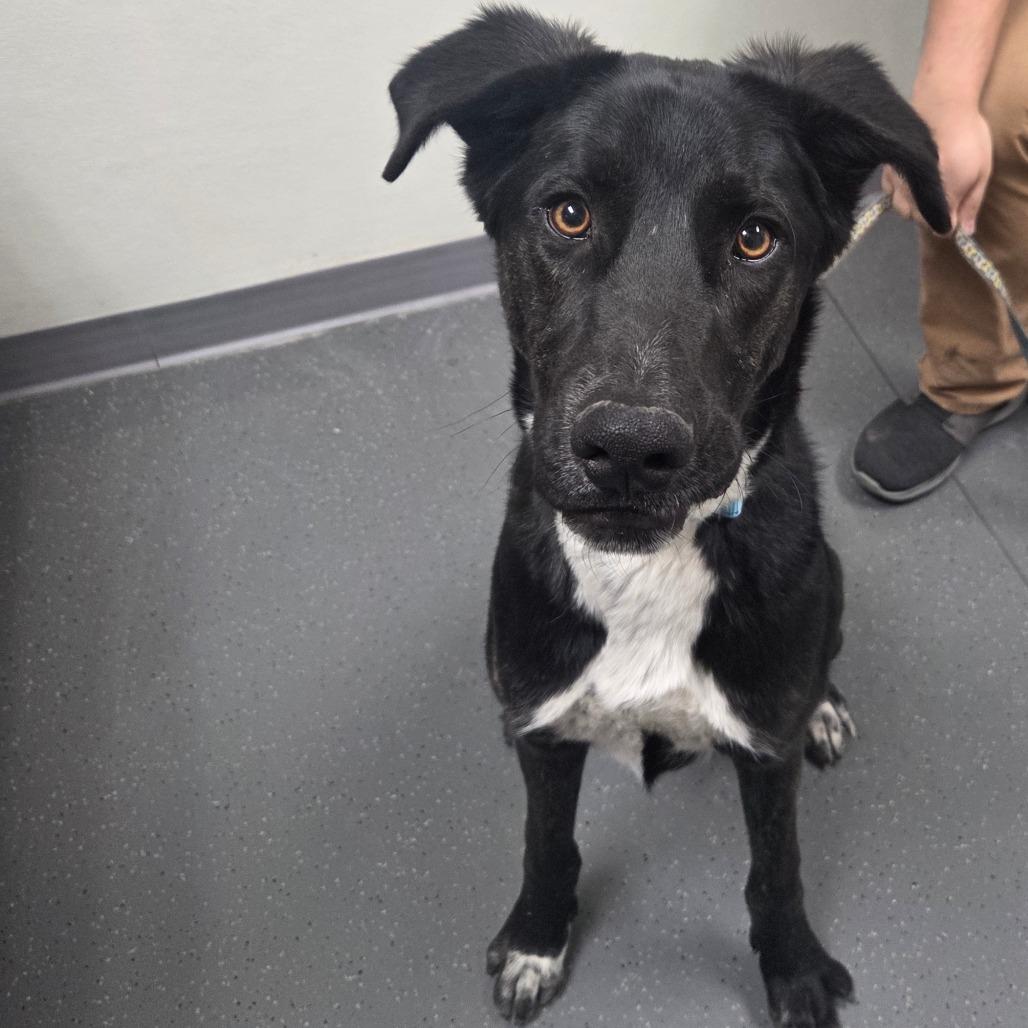 Enlarge Andor, a Adoptable mixed breed in Albuquerque, NM image 3/6