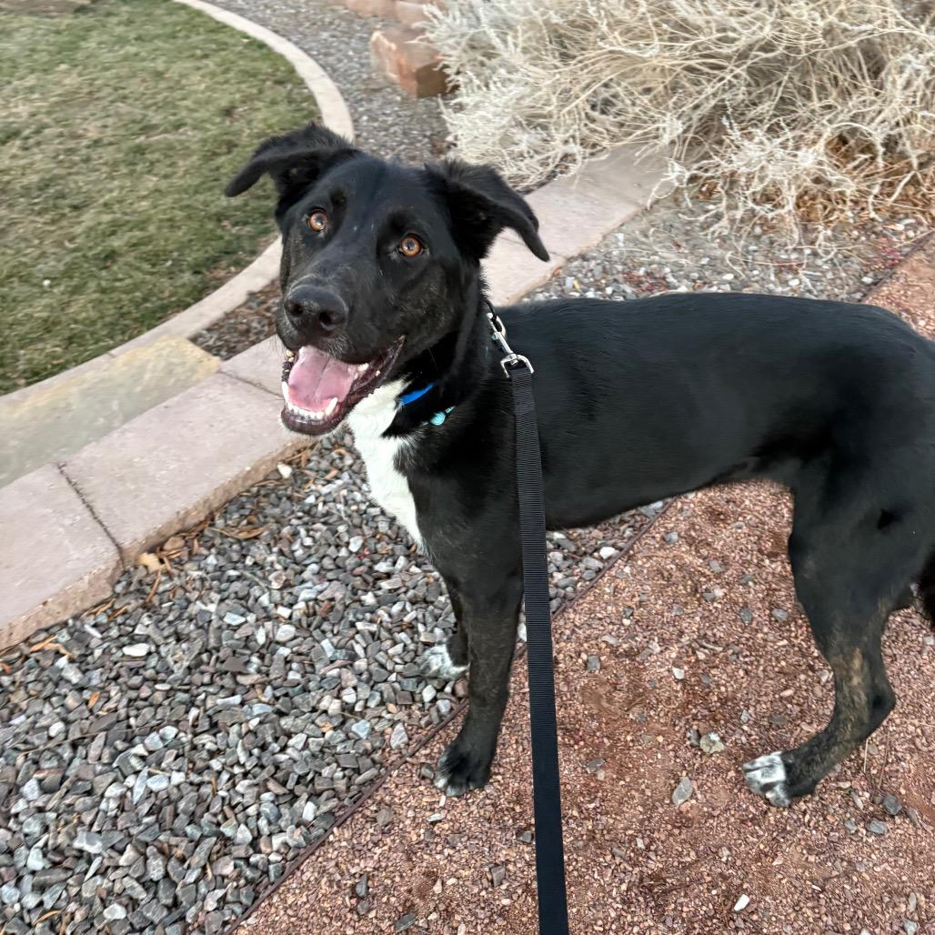 Enlarge Andor, a Adoptable mixed breed in Albuquerque, NM image 4/6