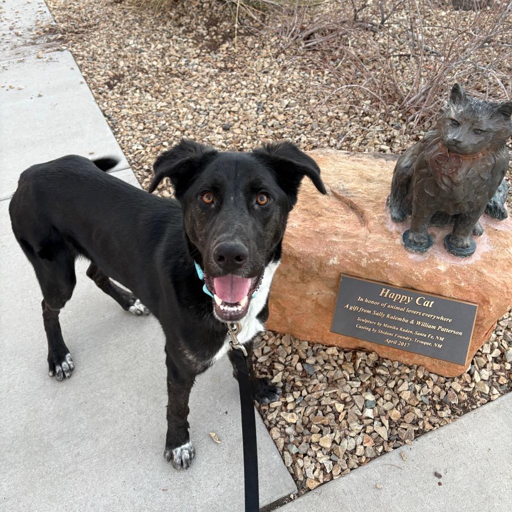 Enlarge Andor, a Adoptable mixed breed in Albuquerque, NM image 5/6