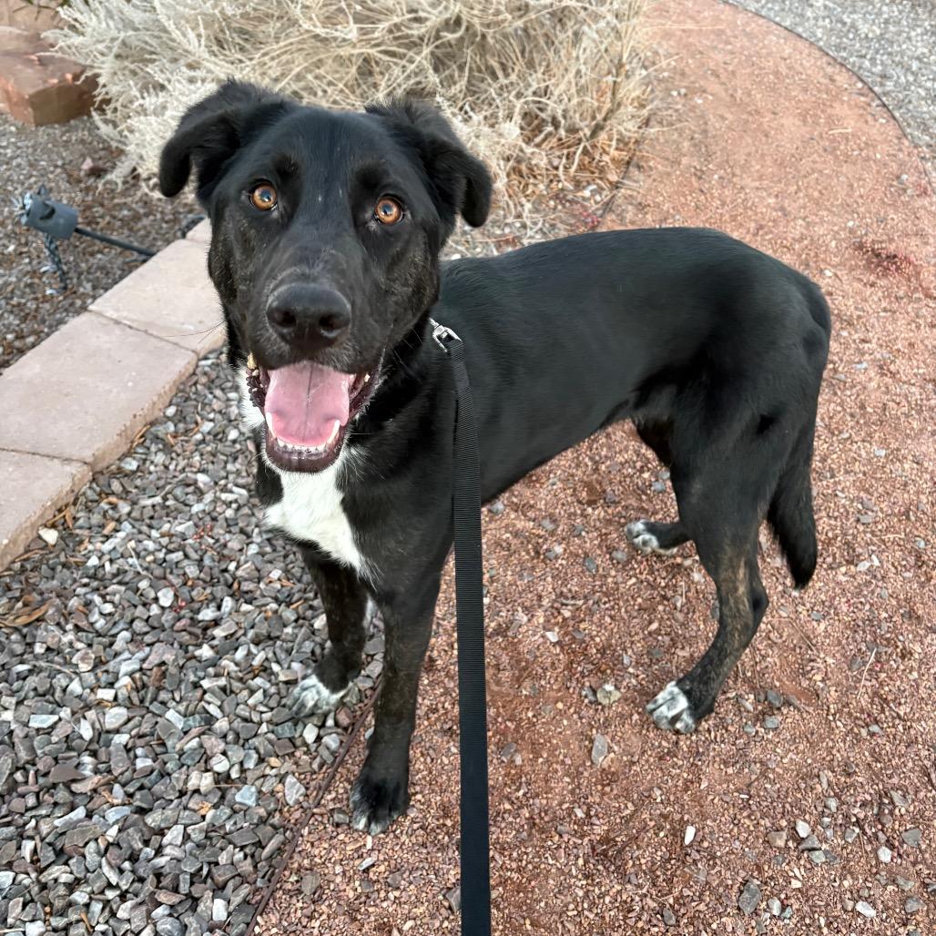 Enlarge Andor, a Adoptable mixed breed in Albuquerque, NM image 6/6