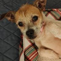 Ace, ADOPTABLE, Adult Male Chihuahua & Terrier.
