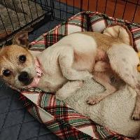 Ace, a ADOPTABLE mixed breed in Albany, NY image 3/3
