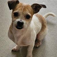 Ace, a ADOPTABLE mixed breed in Albany, NY image 2/3