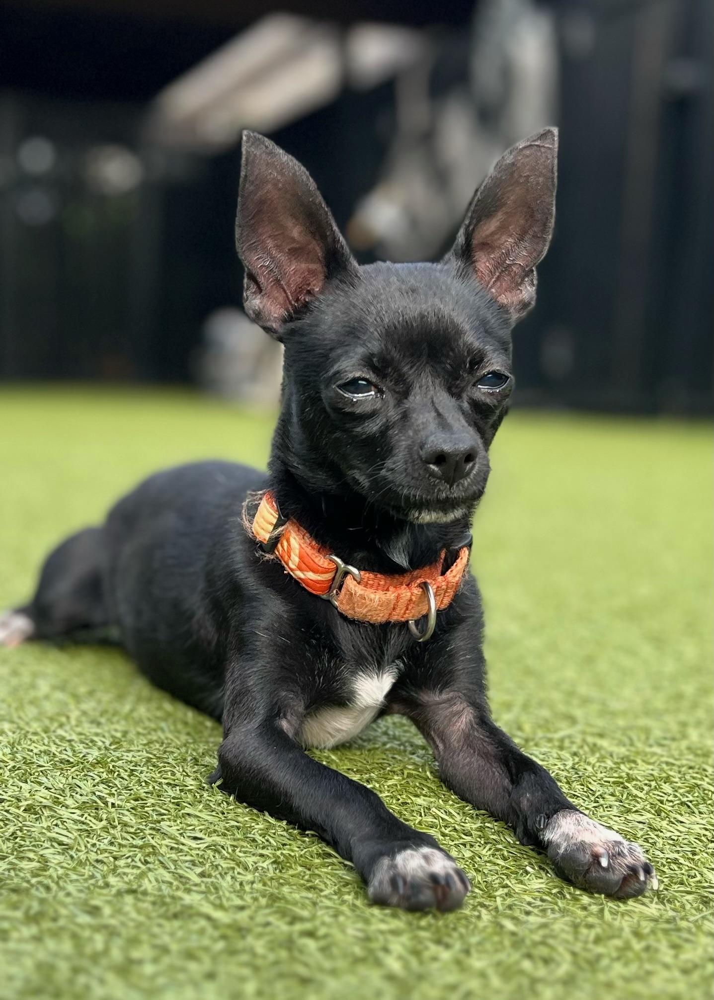 Smudge, a Adoptable Chihuahua in Ridgeland, SC image 2/5