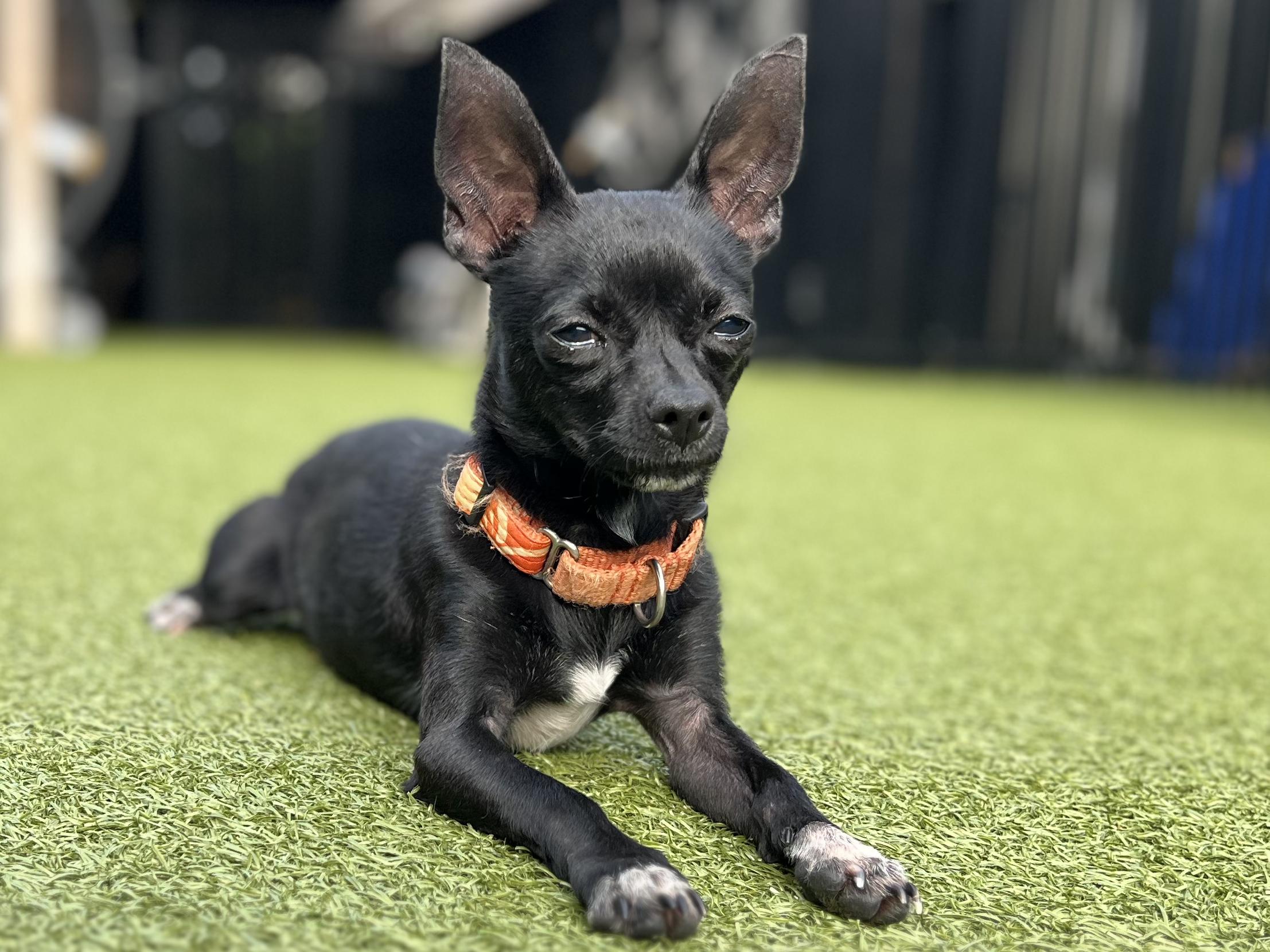 SMUDGE, Adoptable, Adult Male Chihuahua.