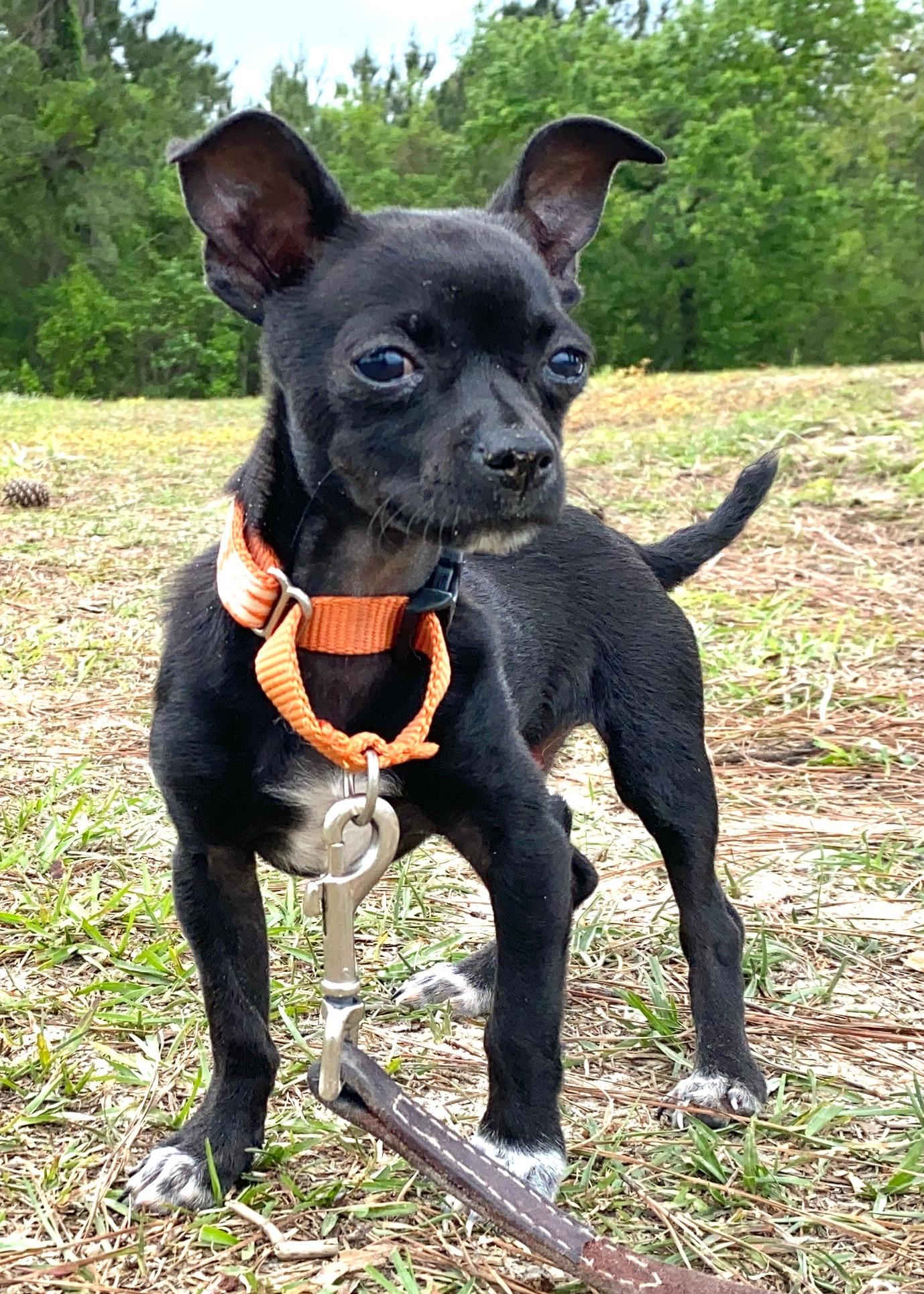 Smudge, a Adoptable Chihuahua in Ridgeland, SC image 3/5