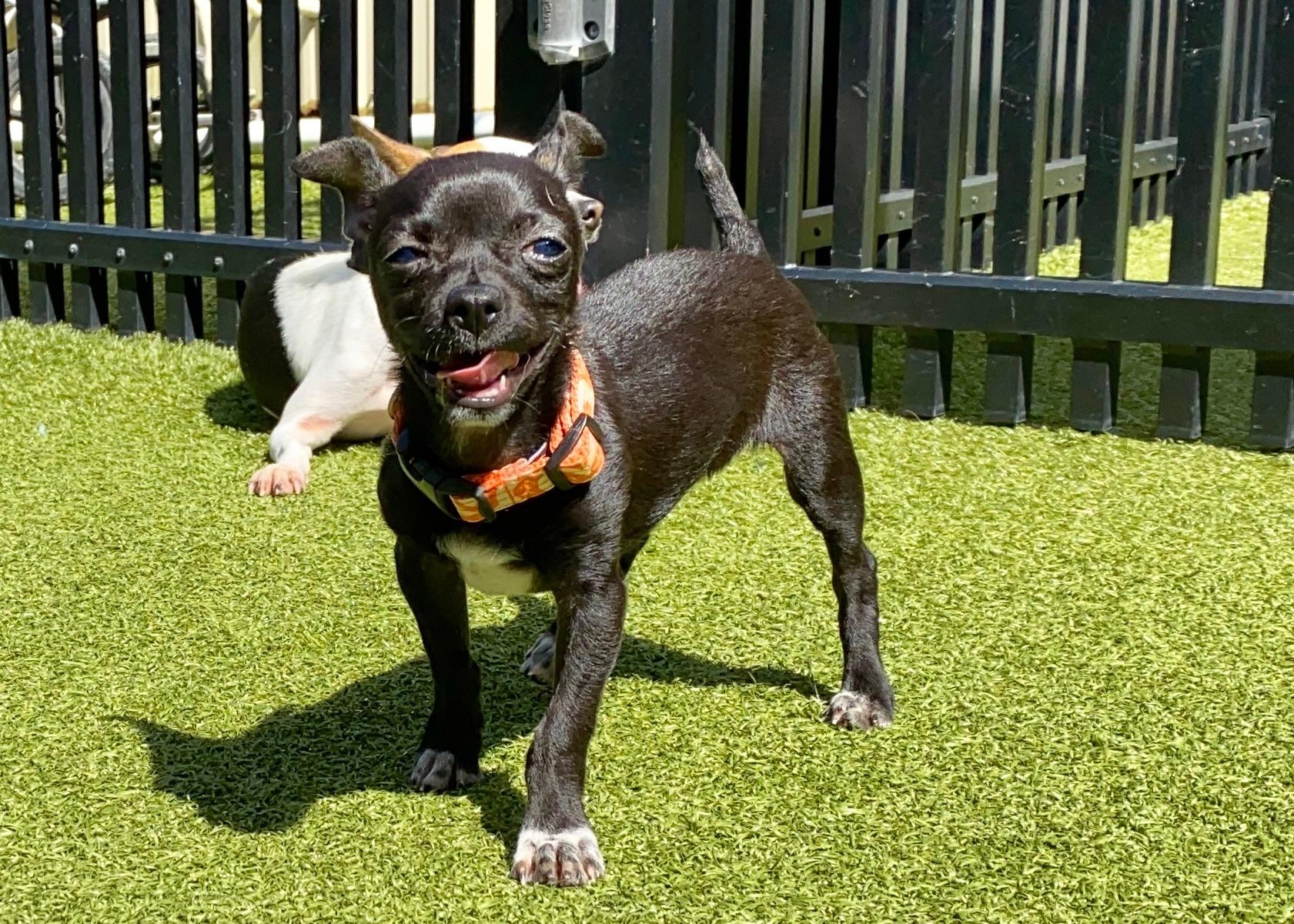 Smudge, a Adoptable Chihuahua in Ridgeland, SC image 5/5