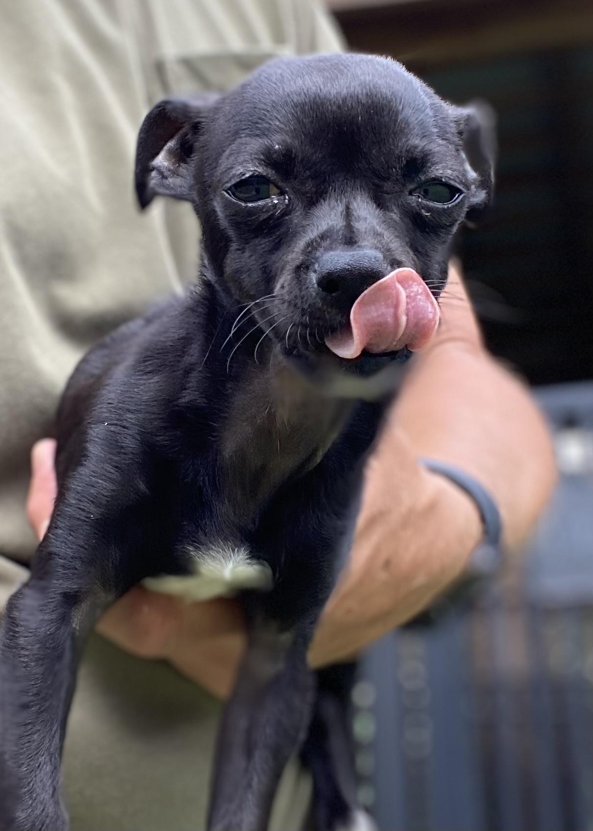 Smudge, a Adoptable Chihuahua in Ridgeland, SC image 4/5