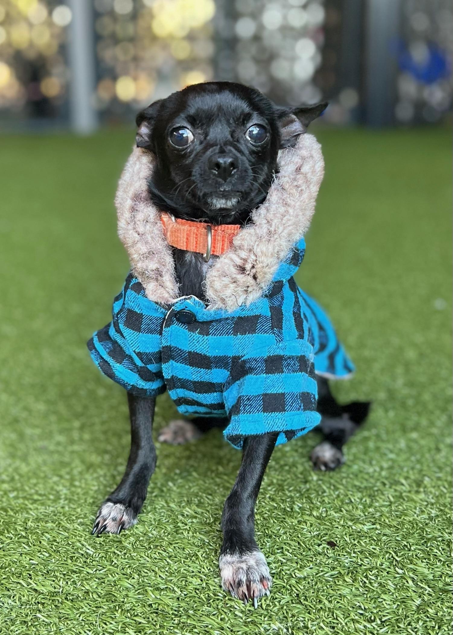 Smudge, Adoptable, Adult Male Chihuahua.