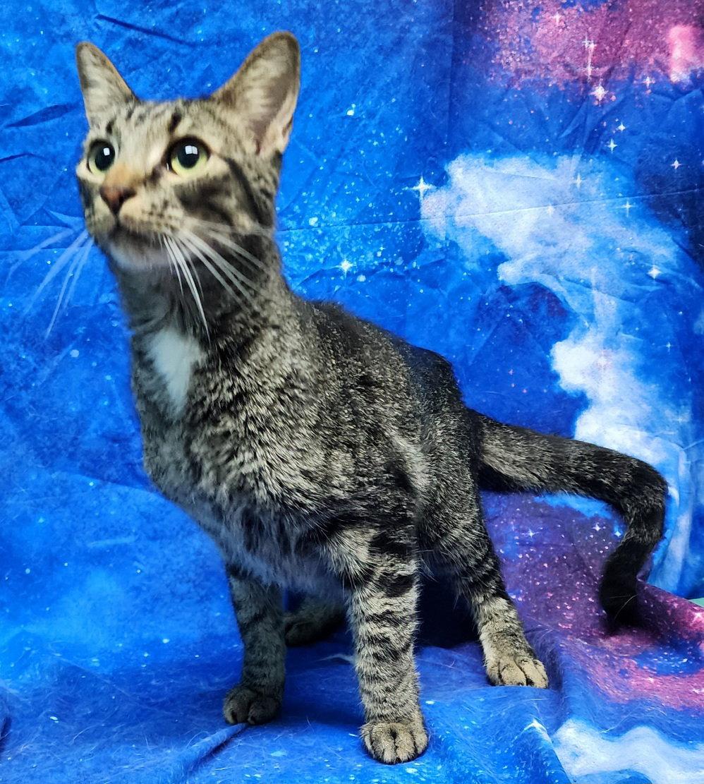 260407 Sunny, Adoptable, Adult Male Domestic Short Hair.
