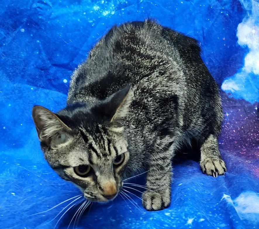 260407 Sunny, a Adoptable Domestic Short Hair in Wetumpka, AL image 2/2