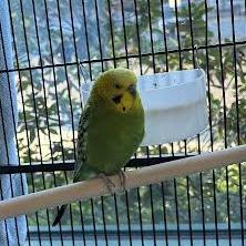 Forest with Skylar, Adoptable, Adult Male Parakeet (Other).