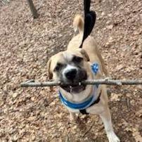 Enlarge Dexter, a Adoptable Mixed Breed in Walden, NY image 1/6