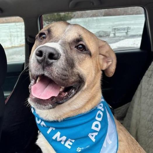 Enlarge Dexter, a Adoptable Mixed Breed in Walden, NY image 2/6