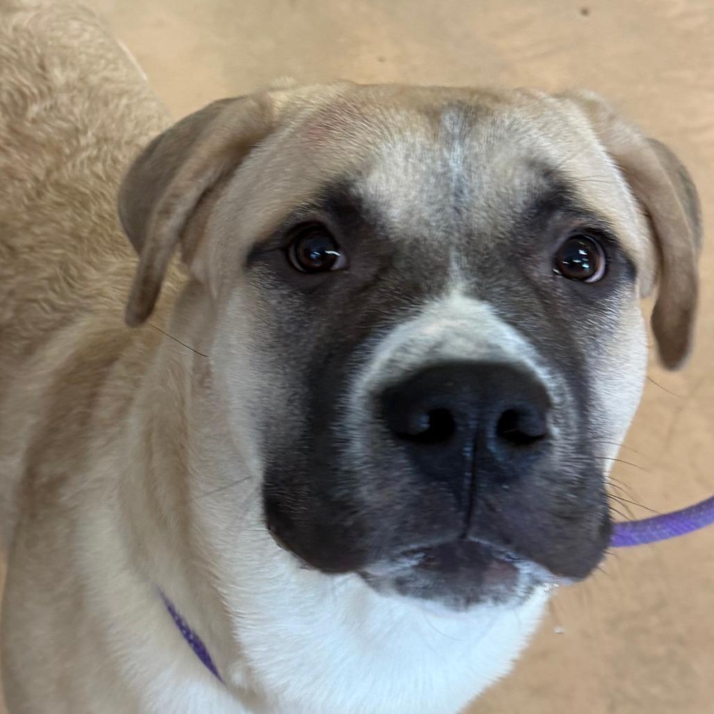 Enlarge Dexter, a Adoptable Mixed Breed in Walden, NY image 3/6