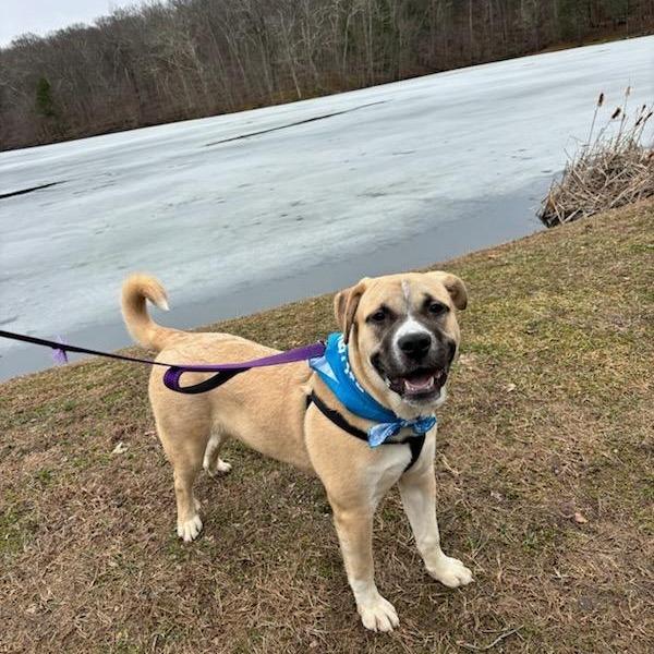 Enlarge Dexter, a Adoptable Mixed Breed in Walden, NY image 4/6