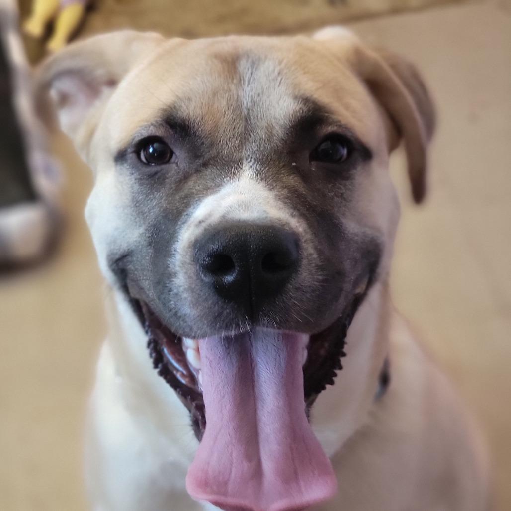 Enlarge Dexter, a Adoptable Mixed Breed in Walden, NY image 5/6