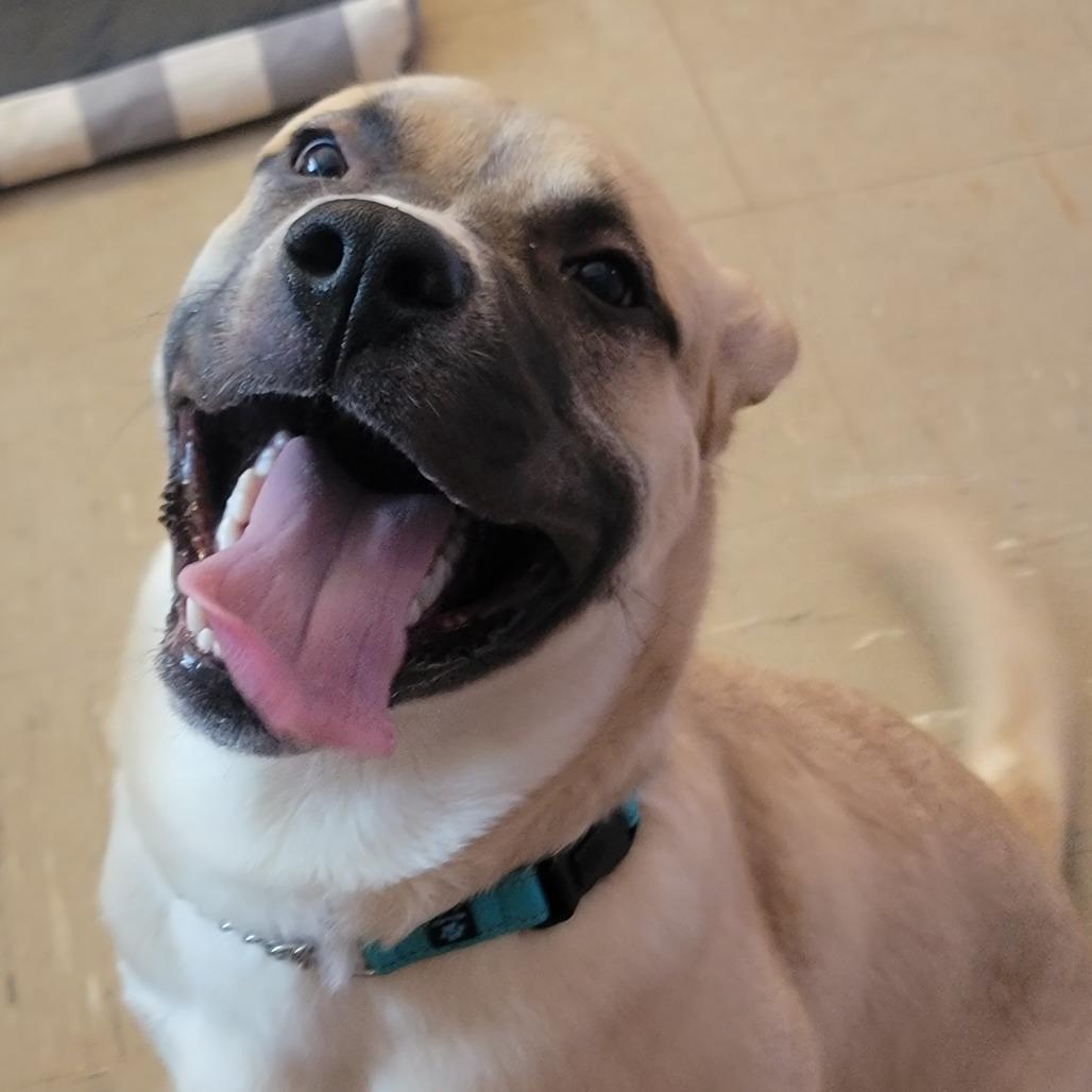 Enlarge Dexter, a Adoptable Mixed Breed in Walden, NY image 6/6