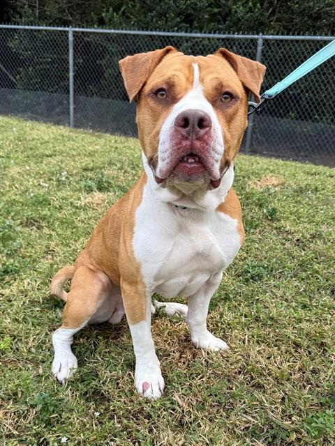 Enlarge ARTY BOO, a Adoptable American Bulldog in Naples, FL image 1/2