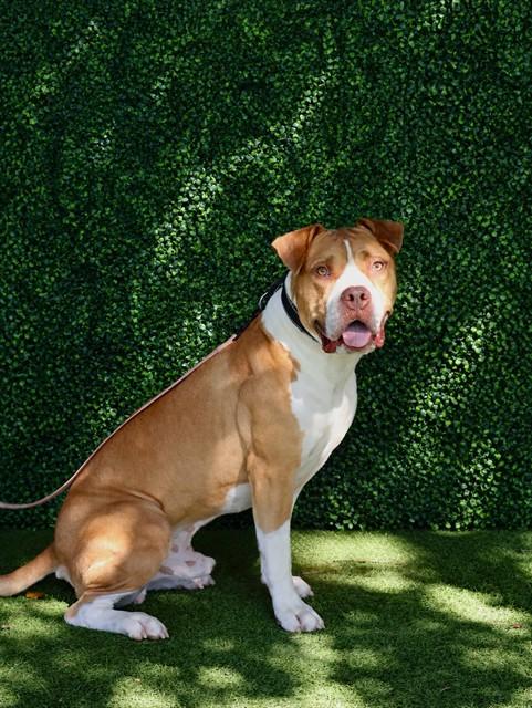 ARTY BOO, Adoptable, Adult Male American Bulldog.