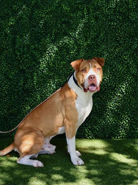 ARTY BOO, Adoptable, Adult Male American Bulldog.
