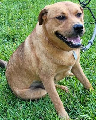 Rhea (GREAT Family Dog)