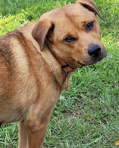 Rhea (GREAT Family Dog), a Adoptable mixed breed in Newfoundland, PA image 4/5