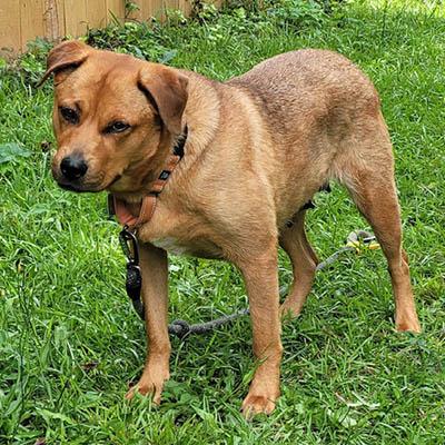 Rhea (GREAT Family Dog), a Adoptable mixed breed in Newfoundland, PA image 5/5